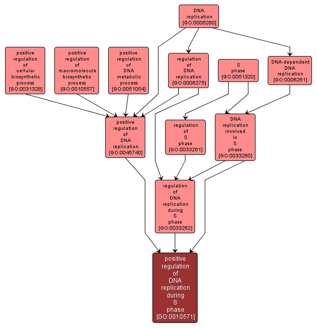 GO:0010571 - positive regulation of DNA replication during S phase (interactive image map)