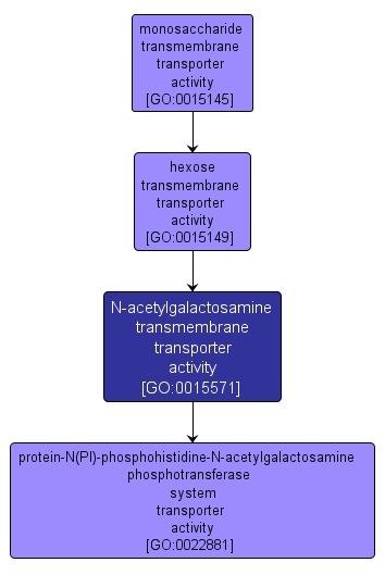 GO:0015571 - N-acetylgalactosamine transmembrane transporter activity (interactive image map)