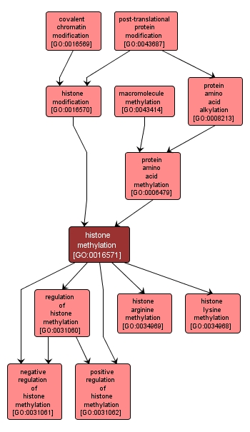 GO:0016571 - histone methylation (interactive image map)