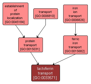 GO:0033571 - lactoferrin transport (interactive image map)
