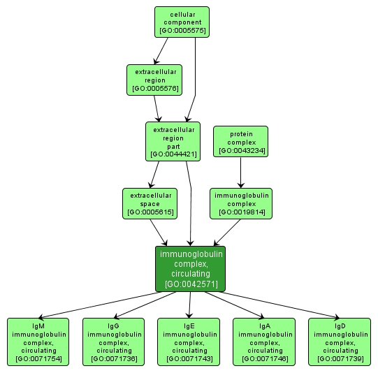 GO:0042571 - immunoglobulin complex, circulating (interactive image map)