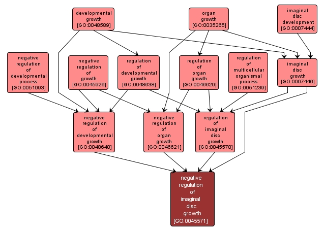 GO:0045571 - negative regulation of imaginal disc growth (interactive image map)