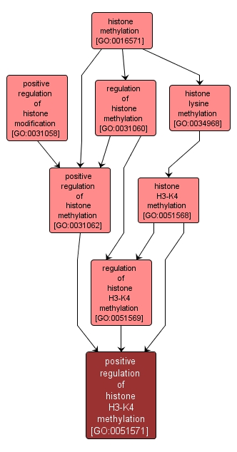 GO:0051571 - positive regulation of histone H3-K4 methylation (interactive image map)