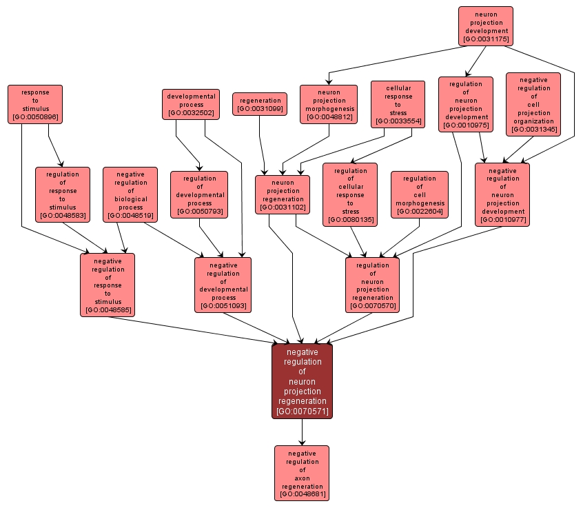 GO:0070571 - negative regulation of neuron projection regeneration (interactive image map)