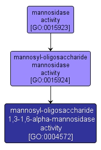 GO:0004572 - mannosyl-oligosaccharide 1,3-1,6-alpha-mannosidase activity (interactive image map)