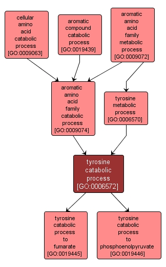 GO:0006572 - tyrosine catabolic process (interactive image map)