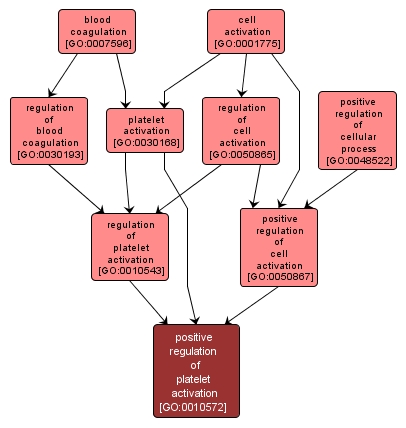 GO:0010572 - positive regulation of platelet activation (interactive image map)