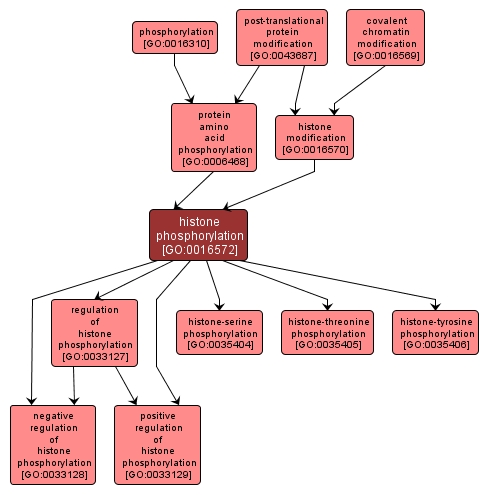 GO:0016572 - histone phosphorylation (interactive image map)