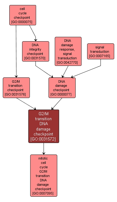 GO:0031572 - G2/M transition DNA damage checkpoint (interactive image map)