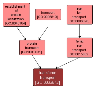 GO:0033572 - transferrin transport (interactive image map)