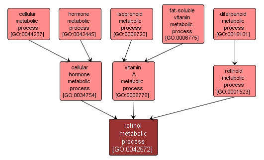 GO:0042572 - retinol metabolic process (interactive image map)