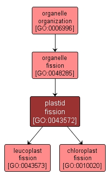 GO:0043572 - plastid fission (interactive image map)