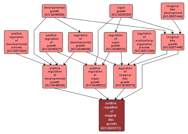 GO:0045572 - positive regulation of imaginal disc growth (interactive image map)