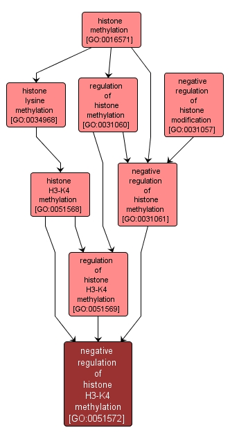 GO:0051572 - negative regulation of histone H3-K4 methylation (interactive image map)