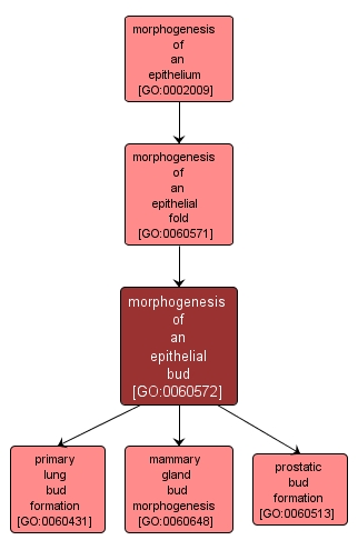 GO:0060572 - morphogenesis of an epithelial bud (interactive image map)