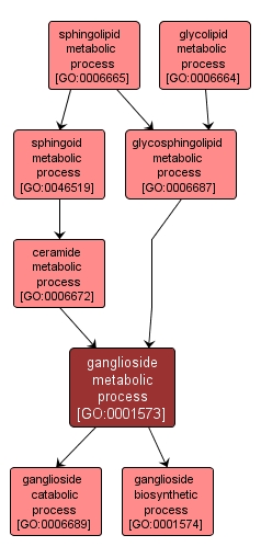 GO:0001573 - ganglioside metabolic process (interactive image map)