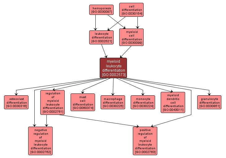 GO:0002573 - myeloid leukocyte differentiation (interactive image map)