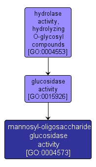 GO:0004573 - mannosyl-oligosaccharide glucosidase activity (interactive image map)
