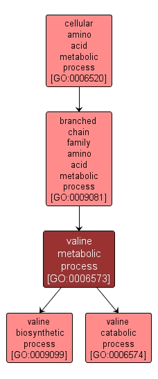 GO:0006573 - valine metabolic process (interactive image map)