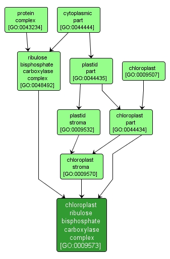 GO:0009573 - chloroplast ribulose bisphosphate carboxylase complex (interactive image map)