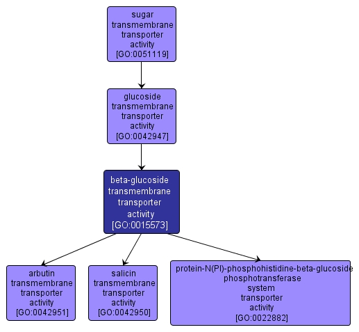 GO:0015573 - beta-glucoside transmembrane transporter activity (interactive image map)