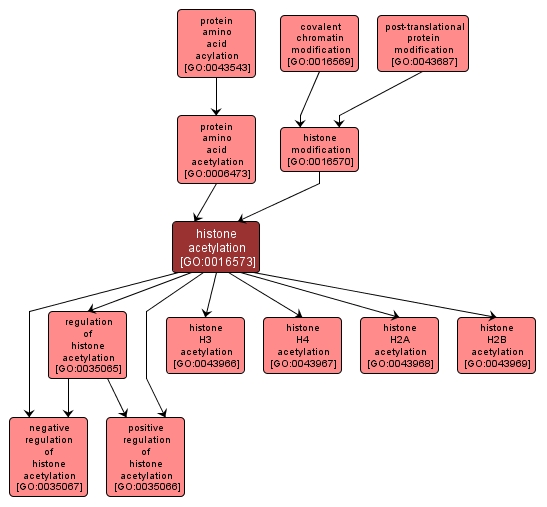 GO:0016573 - histone acetylation (interactive image map)