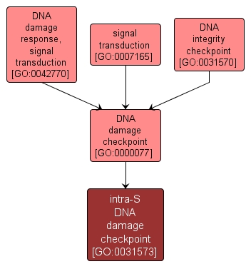 GO:0031573 - intra-S DNA damage checkpoint (interactive image map)