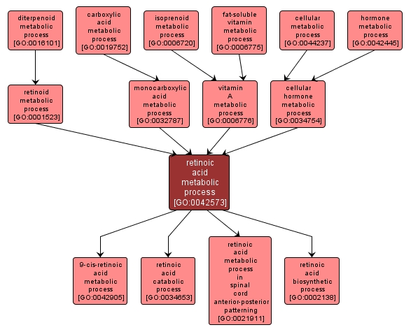 GO:0042573 - retinoic acid metabolic process (interactive image map)