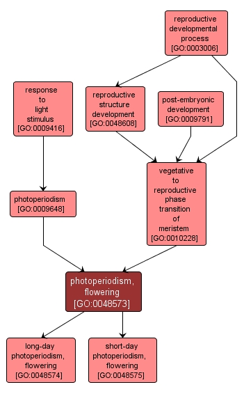 GO:0048573 - photoperiodism, flowering (interactive image map)