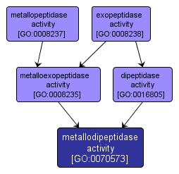 GO:0070573 - metallodipeptidase activity (interactive image map)