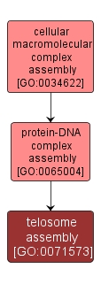 GO:0071573 - telosome assembly (interactive image map)