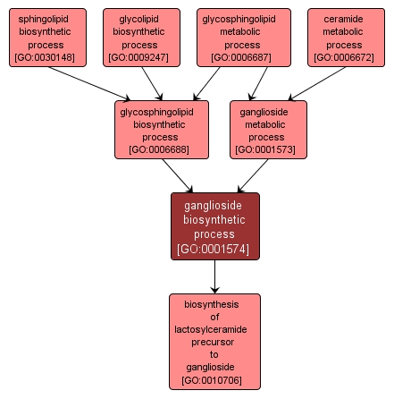 GO:0001574 - ganglioside biosynthetic process (interactive image map)