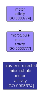 GO:0008574 - plus-end-directed microtubule motor activity (interactive image map)