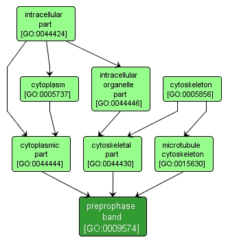 GO:0009574 - preprophase band (interactive image map)