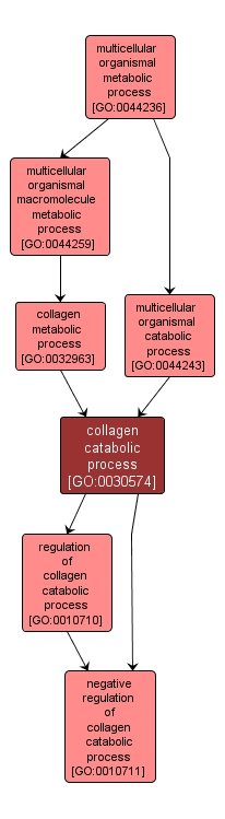 GO:0030574 - collagen catabolic process (interactive image map)