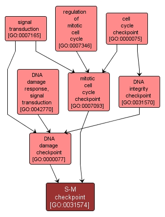 GO:0031574 - S-M checkpoint (interactive image map)