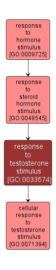 GO:0033574 - response to testosterone stimulus (interactive image map)