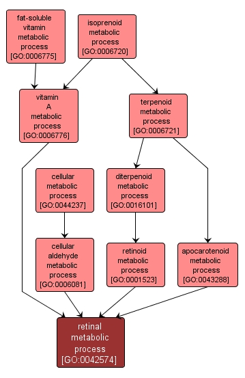 GO:0042574 - retinal metabolic process (interactive image map)