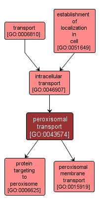 GO:0043574 - peroxisomal transport (interactive image map)
