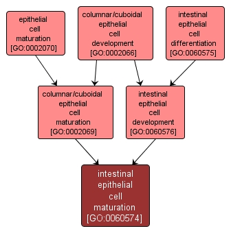 GO:0060574 - intestinal epithelial cell maturation (interactive image map)