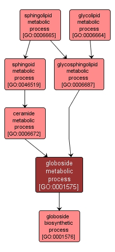 GO:0001575 - globoside metabolic process (interactive image map)