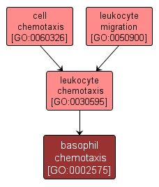 GO:0002575 - basophil chemotaxis (interactive image map)