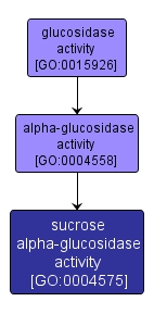 GO:0004575 - sucrose alpha-glucosidase activity (interactive image map)