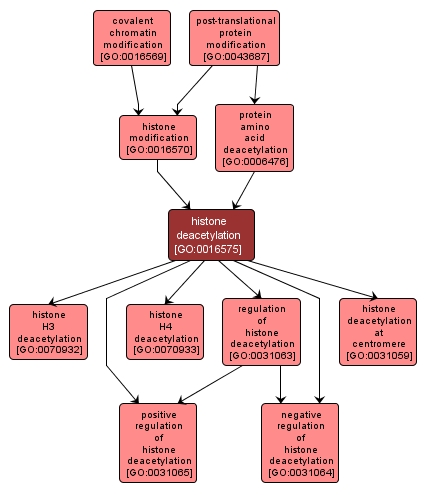 GO:0016575 - histone deacetylation (interactive image map)