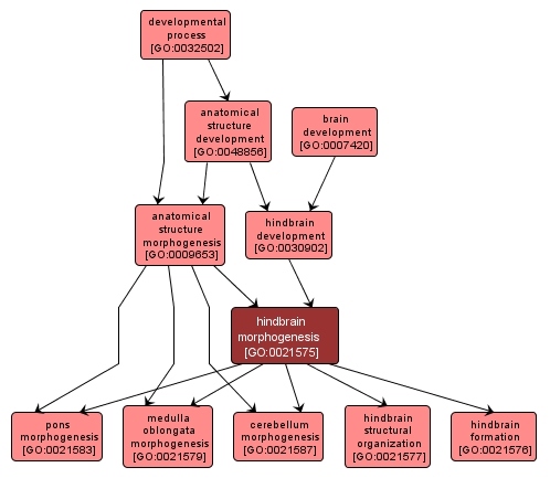 GO:0021575 - hindbrain morphogenesis (interactive image map)