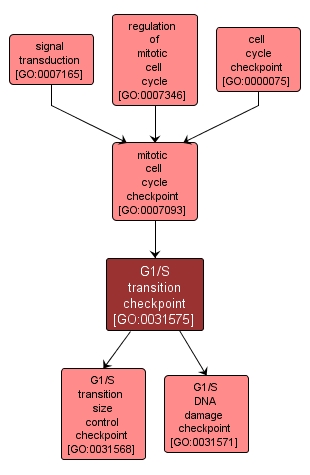GO:0031575 - G1/S transition checkpoint (interactive image map)