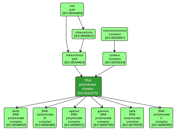 GO:0042575 - DNA polymerase complex (interactive image map)