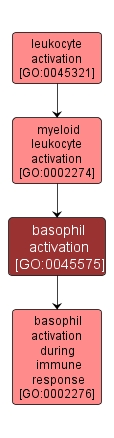 GO:0045575 - basophil activation (interactive image map)