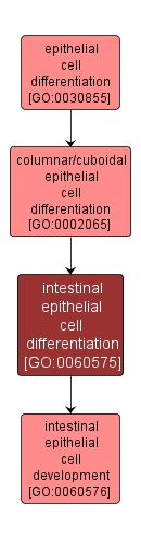 GO:0060575 - intestinal epithelial cell differentiation (interactive image map)