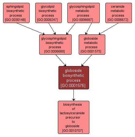 GO:0001576 - globoside biosynthetic process (interactive image map)